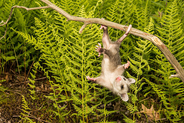 Baby Opossum A baby Opossum hanging from his tail. common opossum stock pictures, royalty-free photos & images