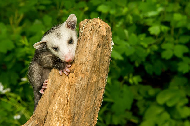 Baby Opossum A baby Opossum climbing in the woods. common opossum stock pictures, royalty-free photos & images