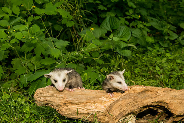 Baby Opossum Two baby Opossum crawling in the woods. common opossum stock pictures, royalty-free photos & images