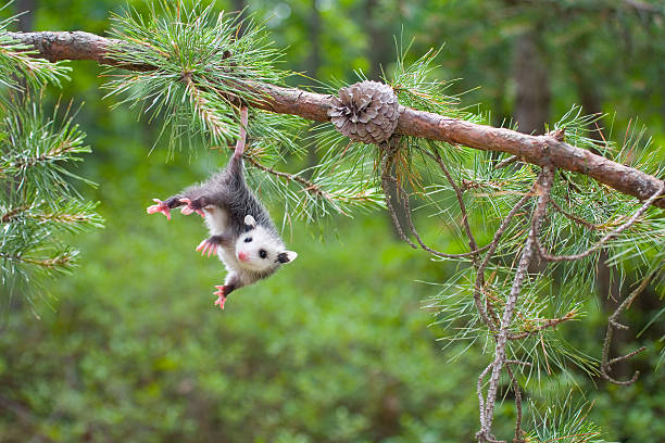 baby opossum, pine barrens, new jersey - jong dier stockfoto's en -beelden
