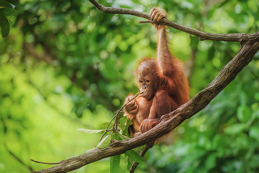 Image taken of a wild orangutan baby, in a nature reserve in Borneo.