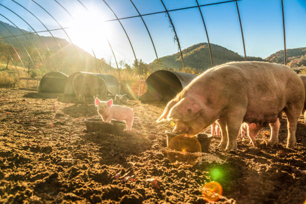 Baby Pigs on the farm stock photo