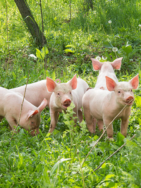 Baby pigs on the grass stock photo