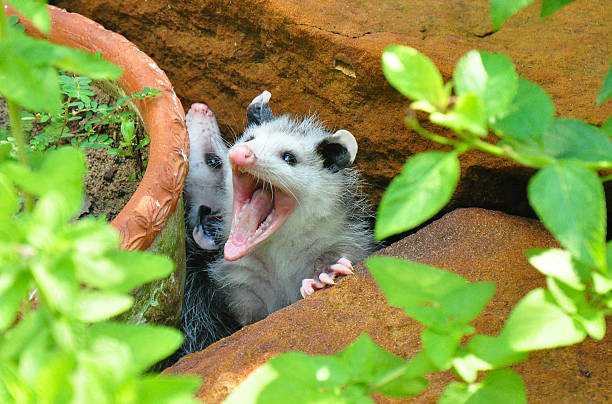 Baby Possum Yawning Yawning Baby possum playing in flowerbed showing all his teeth. opossum stock pictures, royalty-free photos & images