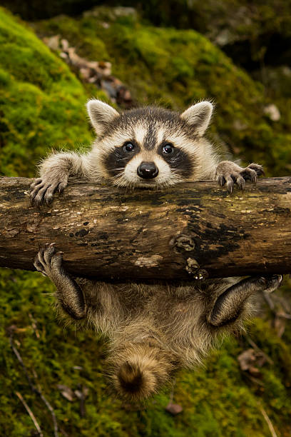 Baby Raccoon stock photo
