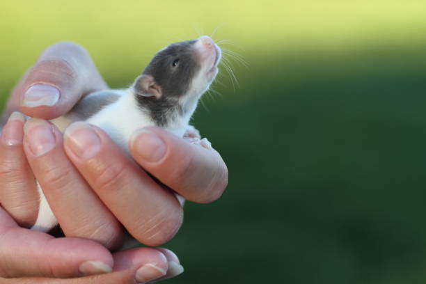 Baby Rat in Hand Sniffing Air stock photo