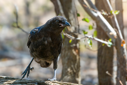 Juvenile raven perched on a tree stump