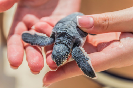 Baby sea turtle in hand.