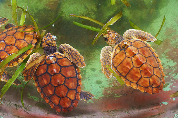 Baby sea turtle stock photo