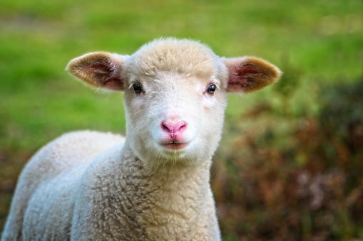 Close up portrait of a young lamb outdoors