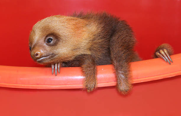 Baby sloth in an animal sanctuary, Costa Rica stock photo