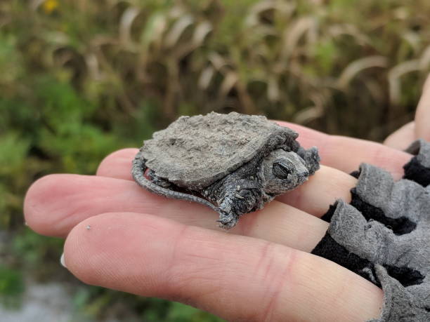 Baby snapping turtle sitting on human hand stock photo
