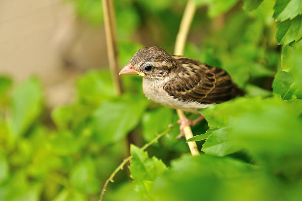Baby sparrow in nature  vudhikrai stock pictures, royalty-free photos & images