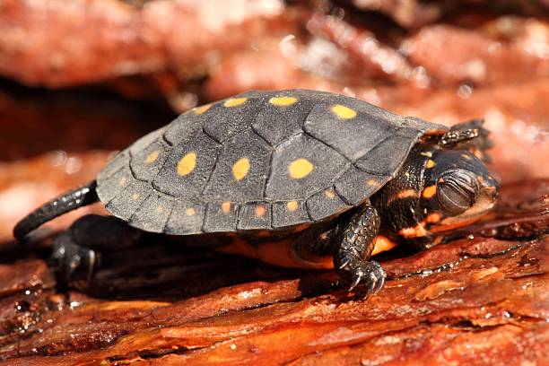 Baby Spotted Turtle (clemmys guttata) stock photo