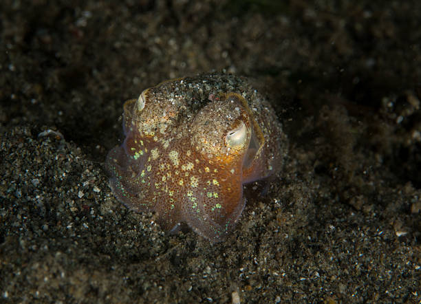 baby squid stock photo