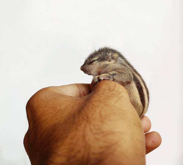 Baby Chipmunk