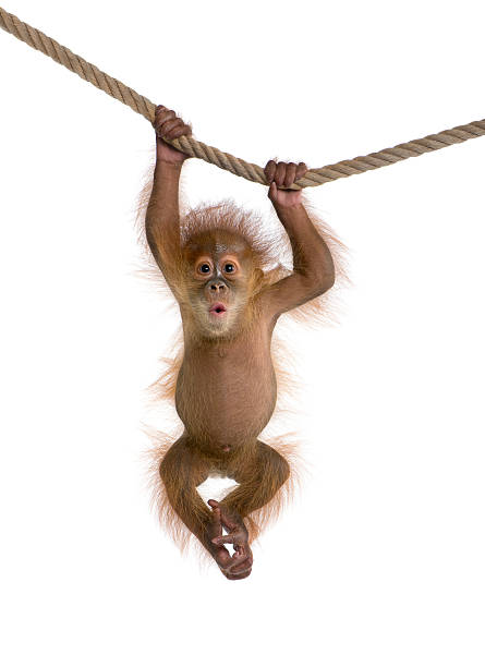 bebê orangutango da sumatra pendurado em uma corda com fundo branco - macaco - fotografias e filmes do acervo