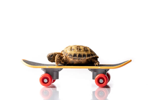 Baby tortoise turtle on a skateboard stock photo