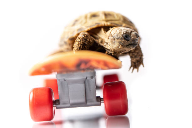 Baby tortoise turtle on a skateboard stock photo