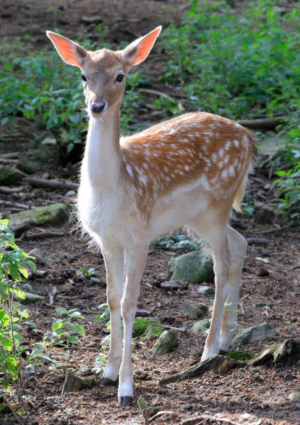Baby white-tailed deer into the forest, Quebec, Canada stock photo