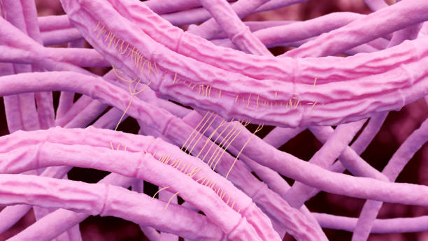 Bacillus anthracis (Anthrax) 3d illustration Bacillus anthracis (Anthrax) 3d illustration Anthrax stock pictures, royalty-free photos & images