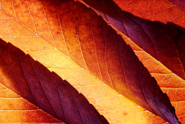 back lit autumn leaves - macrofotografie stockfoto's en -beelden
