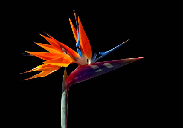 back lit bird of paradise blossom on black background brightly colored bird of paradise flower closeup with bright highlights and dark shadows against a black background bird of paradise plant stock pictures, royalty-free photos & images