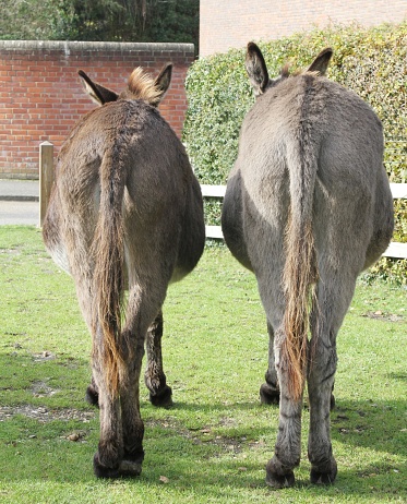 humorous image of the back end of two donkeys