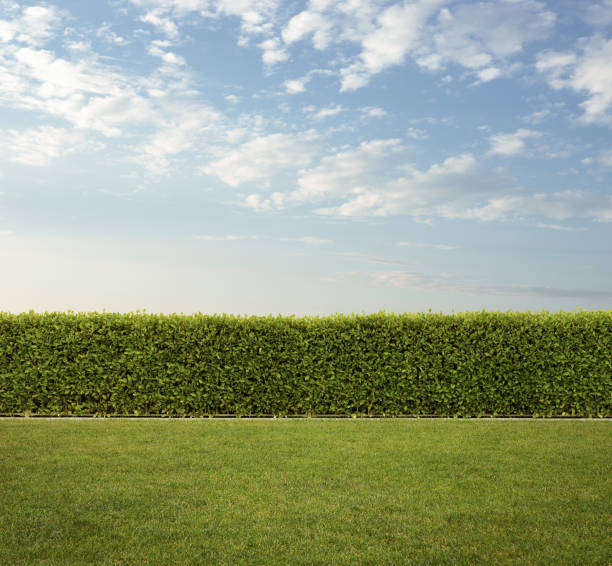 Back yard, nice trimmed  hedge fence on the grass with copy space stock photo