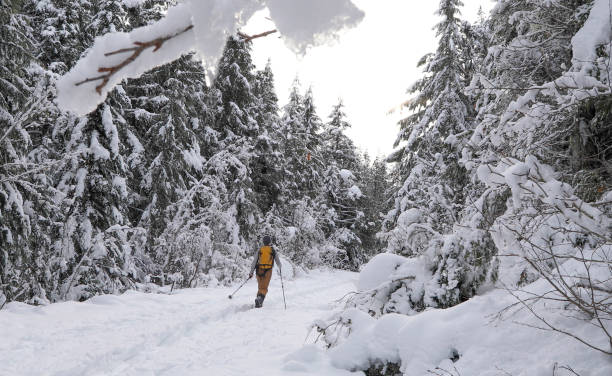 backcountry skidåkare följer spår genom snöig skog - skidled bildbanksfoton och bilder