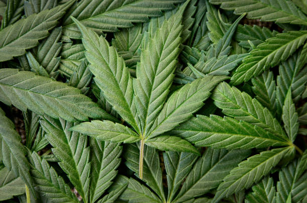 Photo of Background and texture of young and fresh cannabis leaves