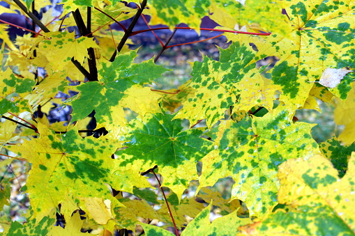 Background autumn maple yellow and green colors.