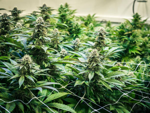 Background Canopy of Budding Indoor Marijuana Plants stock photo