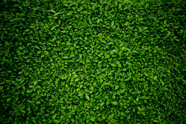 Background comprised of small green leaves stock photo