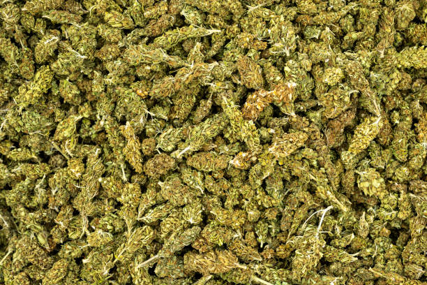 background full of marijuana buds, cannabis buds and inflorescences, legal hemp production and cbd - marihuana gedroogde cannabis stockfoto's en -beelden