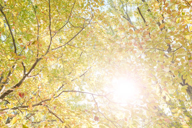 秋の木の背景画像(バックライト付き) - 秋晴れ ストックフォトと画像