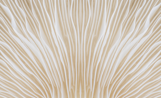 abstract background macro image of Sajor-caju Mushroom
