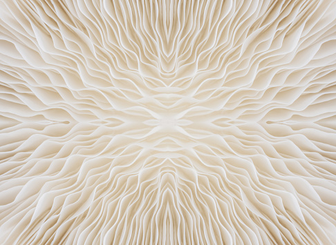 abstract background macro image of Sajor-caju mushroom