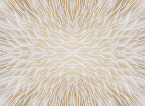 background macro of mushroom abstract background macro image of Sajor-caju mushroom coral cnidarian photos stock pictures, royalty-free photos & images