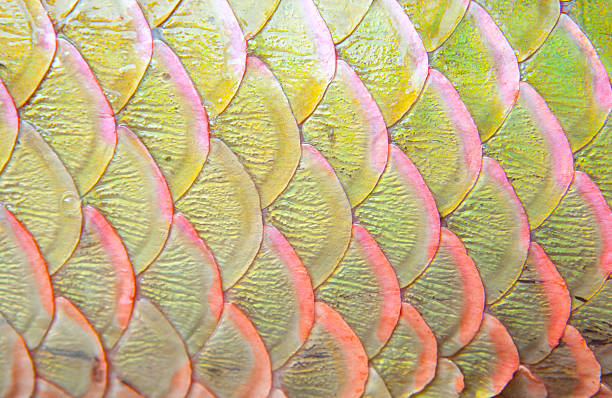 Background of arapaima fish scales Background of arapaima fish scales animal scale stock pictures, royalty-free photos & images