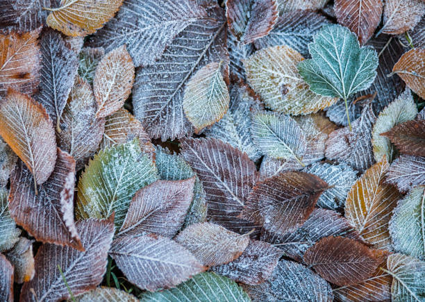 bakgrund av höstlöv i frosten - frozen leaf bildbanksfoton och bilder