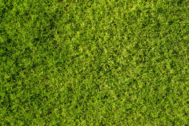 bakgrund av fina grön mossa, ovanifrån - moss bildbanksfoton och bilder