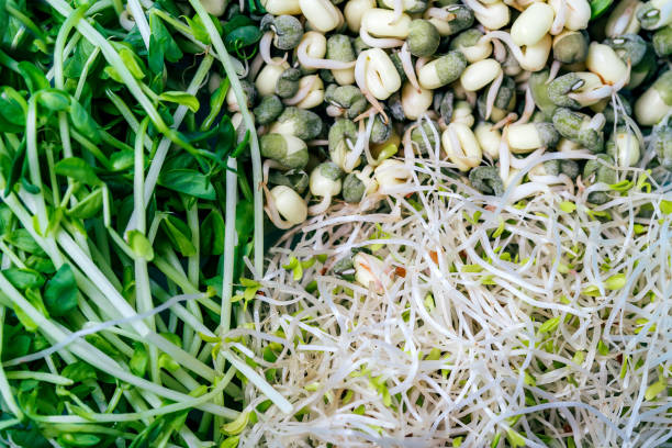 Background of fresh snow pea, mung and alfalfa sprouts. stock photo