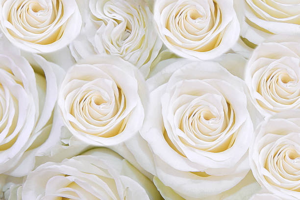 Background of gentle white flowers roses. T he texture of roses. Beautiful fragrant flowers for loved ones. rose flower photos stock pictures, royalty-free photos & images