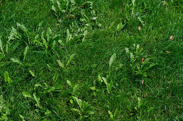 background of green grass on a summer day - onkruid stockfoto's en -beelden