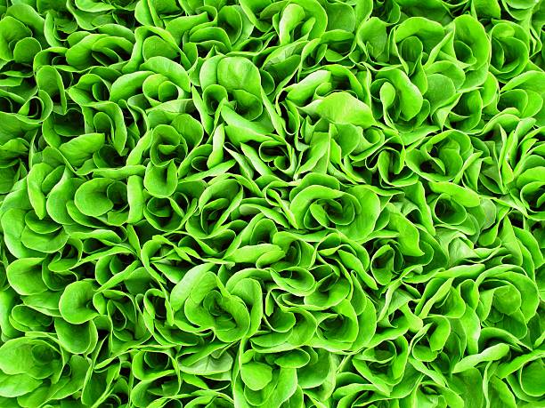 Background of green lettuce seedlings stock photo