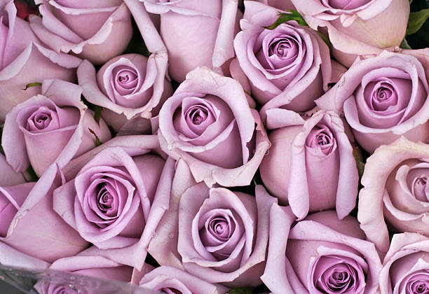 Background of lavender colored roses bouquet of lilac colored roses on display at the farmer's market bed of roses stock pictures, royalty-free photos & images