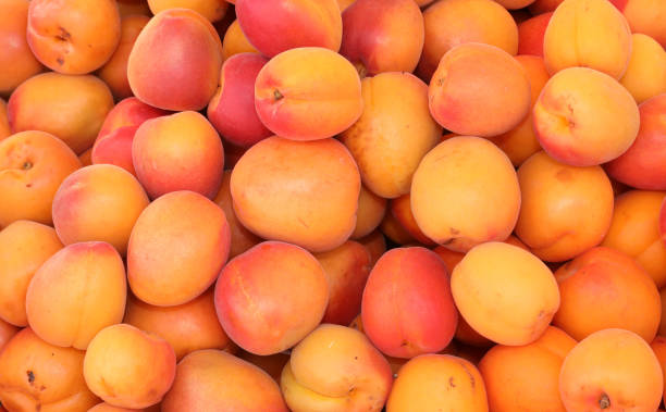 background of orange apricots for sale in summer stock photo
