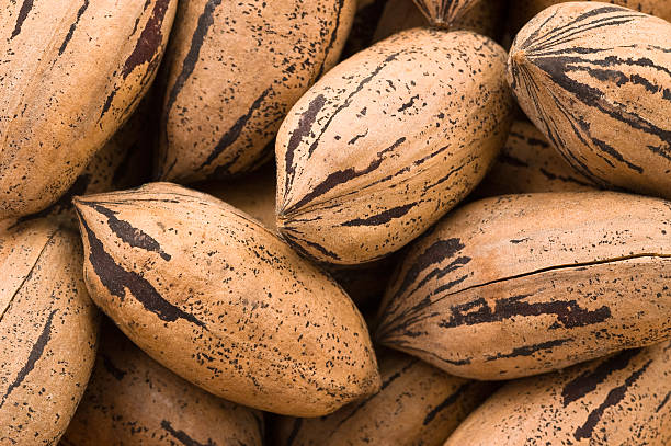 Background of pecan nuts stock photo