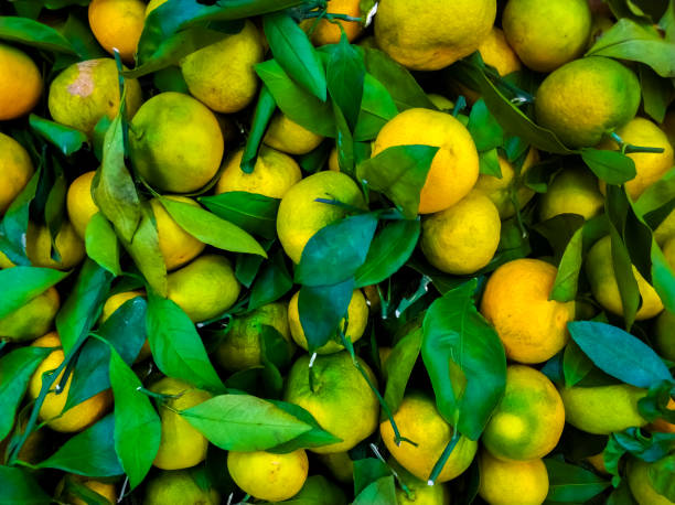Background of tangerines with leaves on the market. Ripe fruits on the counter. stock photo